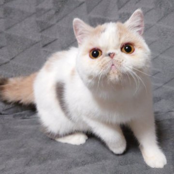 エキゾチックショートヘア【大阪府・女の子・2023年5月27日・ダイリュートキャリコ】の写真「パワフルな女の子です🌸」