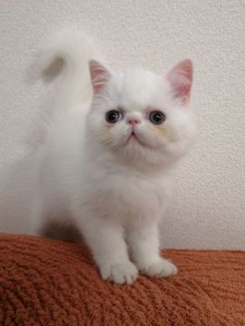 エキゾチックショートヘア【大阪府・男の子・2019年10月18日・ホワイト】の写真「パパ･ママはチャンピオン!!可愛すぎる僕ちゃん」