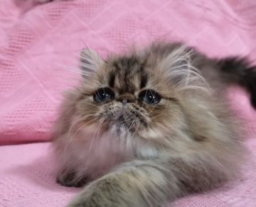 ペルシャ(チンチラ)【大阪府・女の子・2020年10月18日・シェーデッドゴールデン】の写真「とても甘えん坊な女の子です」