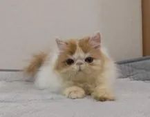 エキゾチックロングヘア【大阪府・男の子・2021年10月2日・レッド&ホワイト】の写真1「1/16撮影」