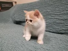 エキゾチックショートヘア【大阪府・男の子・2020年9月21日・クリームタビー&ホワイト】の写真2