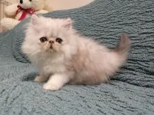 ペルシャ(チンチラ)【大阪府・男の子・2021年4月7日・シェーデッドシルバー】の写真2