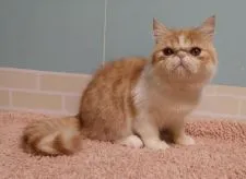 エキゾチックショートヘア【大阪府・男の子・2021年6月23日・レッドタビー&ホワイト】の写真3