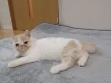 エキゾチックショートヘア【大阪府・女の子・2021年9月18日・クリーム&ホワイト】の写真4