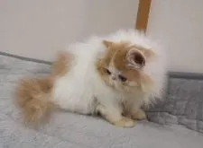 エキゾチックロングヘア【大阪府・男の子・2021年10月2日・レッド&ホワイト】の写真4