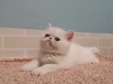 エキゾチックショートヘア【大阪府・女の子・2021年11月6日・ホワイト】の写真5