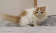 エキゾチックロングヘア【大阪府・男の子・2021年10月2日・レッド&ホワイト】の写真5