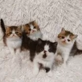 エキゾチックショートヘア【大阪府・男の子・2025年8月5日・ブラウンタビー&ホワイト】の写真15