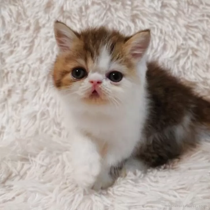 C.N 様のお迎えした子猫