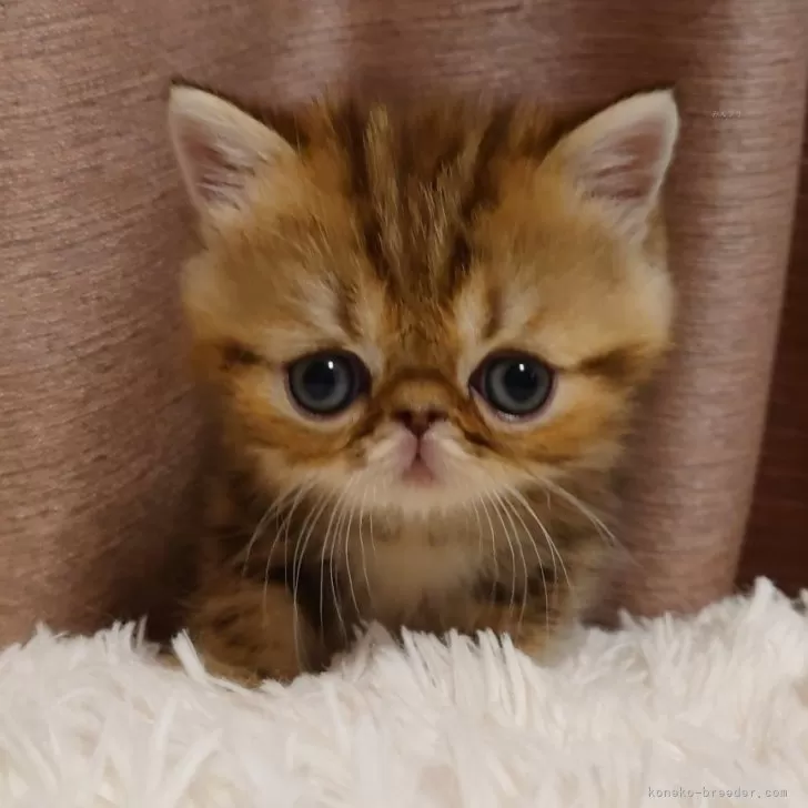 ID：2503-02305の子猫