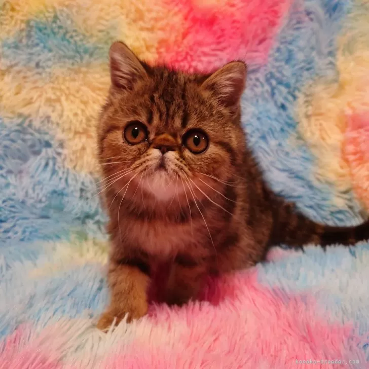ID：2410-01946の子猫