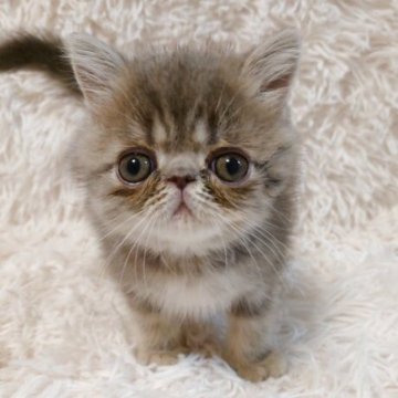 エキゾチックショートヘア【大阪府・男の子・2025年7月3日・ブルータビー】の写真「ふわふわブルータビー！愛くるしさ満点です👑」