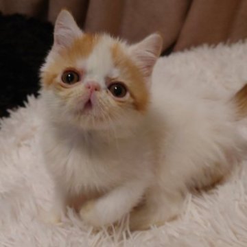 エキゾチックショートヘア【大阪府・男の子・2025年10月1日・レッドタビー&ホワイト】の写真「ちゃきちゃき可愛い男の子！」