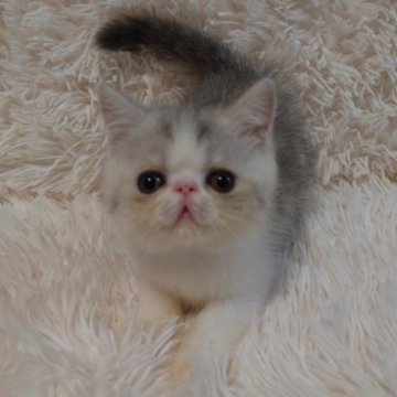 エキゾチックショートヘア【大阪府・男の子・2025年8月21日・シルバータビー&ホワイト】の写真「好奇心いっぱいの冒険家！」