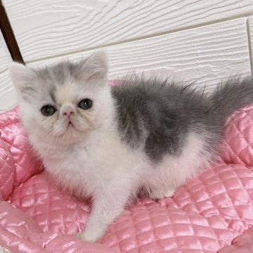 エキゾチックショートヘア【大阪府・男の子・2025年10月1日・ブルー&ホワイト】の写真「おっとり癒し系、遊びは本気！可愛い男の子♪」