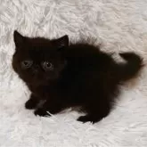 エキゾチックショートヘア