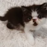 エキゾチックショートヘア