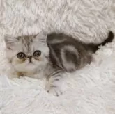エキゾチックショートヘア