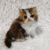 エキゾチックショートヘア