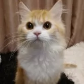 ミヌエット(長足)