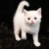 ミヌエット(長足)