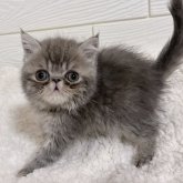 エキゾチックショートヘア