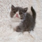 エキゾチックショートヘア