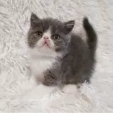 エキゾチックショートヘア