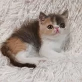 エキゾチックショートヘア