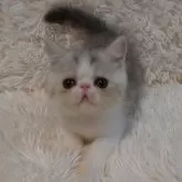 エキゾチックショートヘア