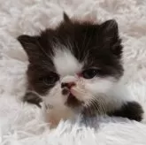 エキゾチックショートヘア