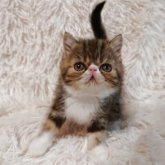 エキゾチックショートヘア