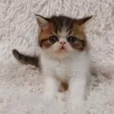 エキゾチックショートヘア