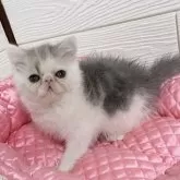 エキゾチックショートヘア