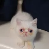 エキゾチックショートヘア