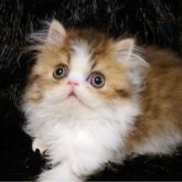 エキゾチックロングヘア