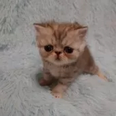 エキゾチックショートヘア【大阪府・男の子・2025年2月22日・シルバータビー】の写真4