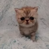 エキゾチックショートヘア【大阪府・男の子・2025年2月22日・シルバータビー】の写真8