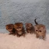 エキゾチックショートヘア【大阪府・男の子・2025年2月22日・シルバータビー】の写真9