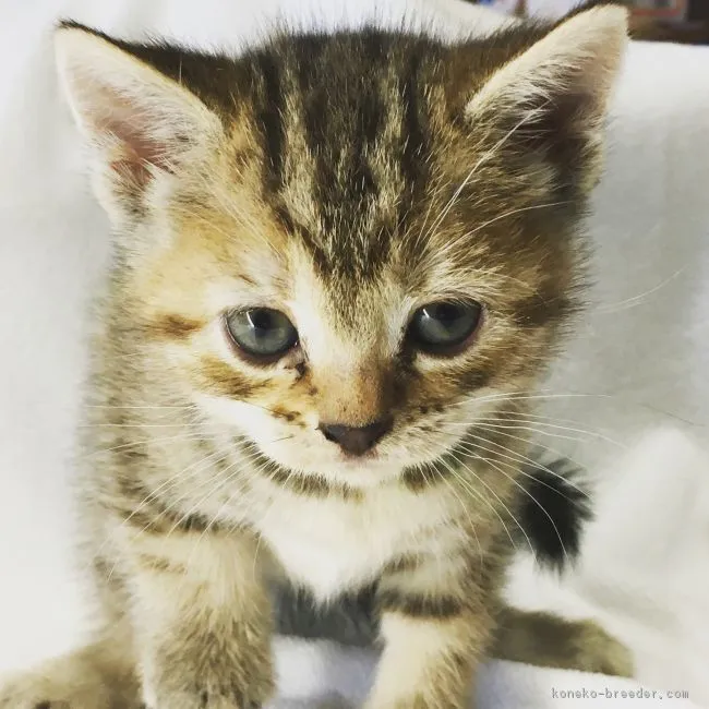 ID:1712-00659の子猫