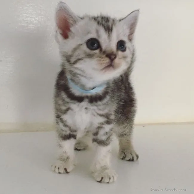 ID:1907-00653の子猫