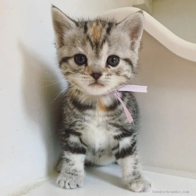 ID:2001-00867の子猫