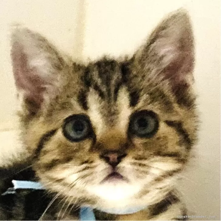 ID：2409-01228の子猫