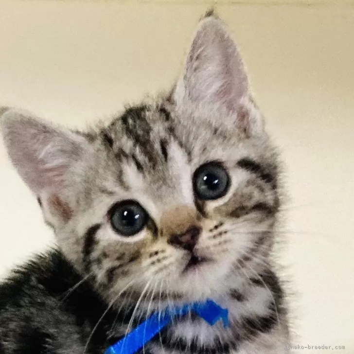 ID：2406-00543の子猫