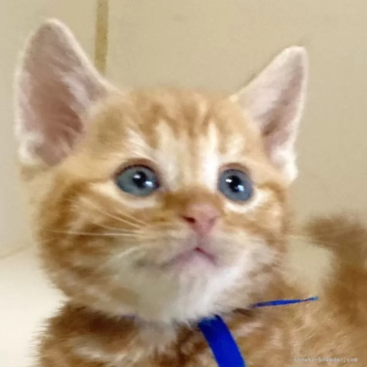 ID：2411-01460の子猫
