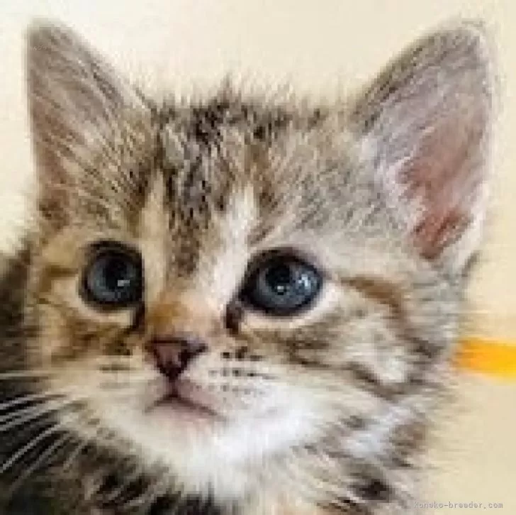 cocofamily 様のお迎えした子猫