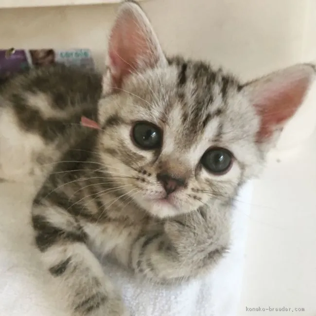 ID：1908-00202の子猫