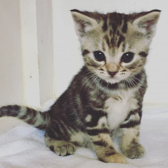 ミーにやん 様のお迎えした子猫