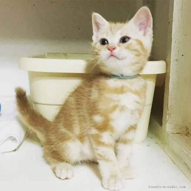ID:1812-01091の子猫