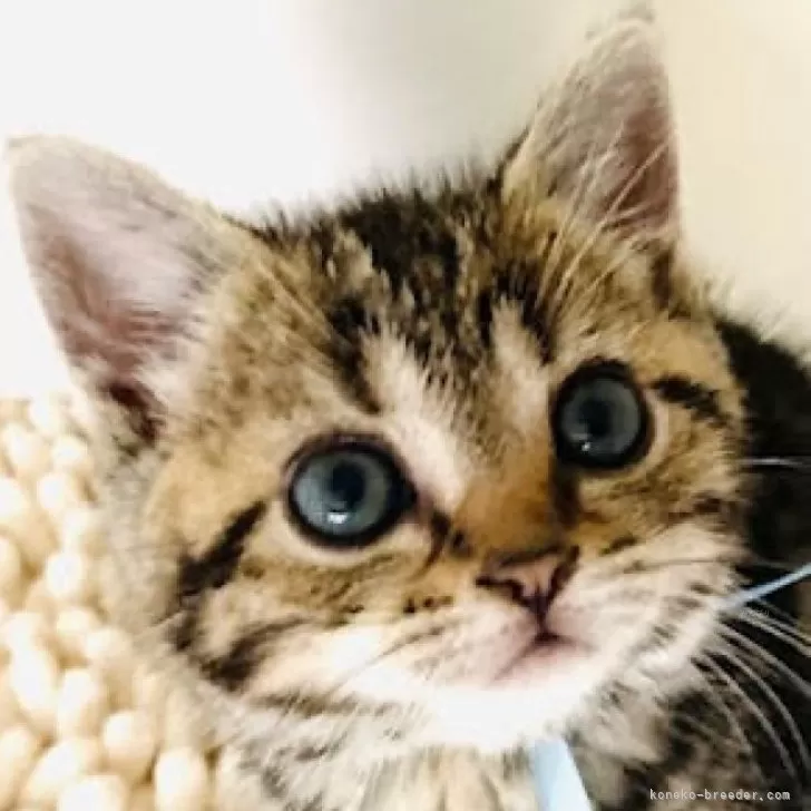 Kim 様のお迎えした子猫